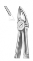  Fig. 30 upper roots 